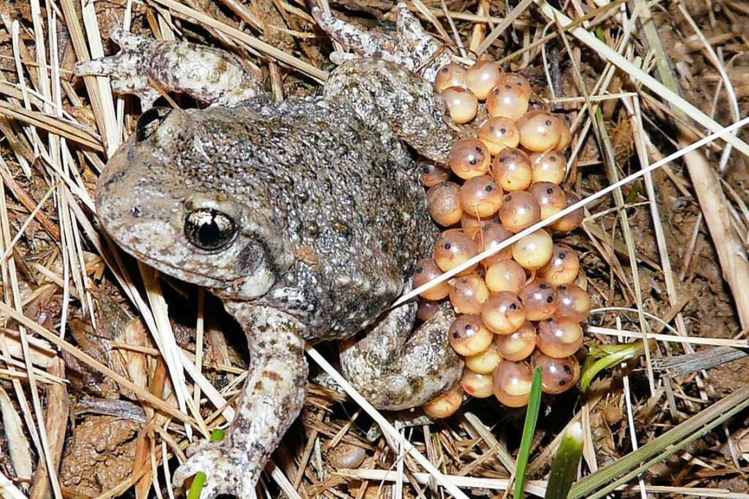 Die Geburtshelferkrte hat im Landkrei...sser und Landlebensrume angelegt hat.  | Foto: Volker Mnch