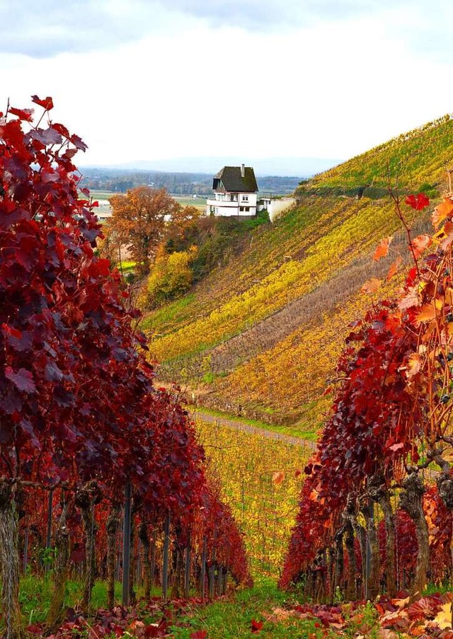 Rebberge bei Buchholz.  | Foto: Wilhelm Billharz