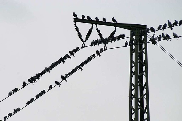 Weil ein 40 Meter breiter Streifen unt... Dietenbach-Areal fhren (Symbolfoto).  | Foto: Ingo Schneider