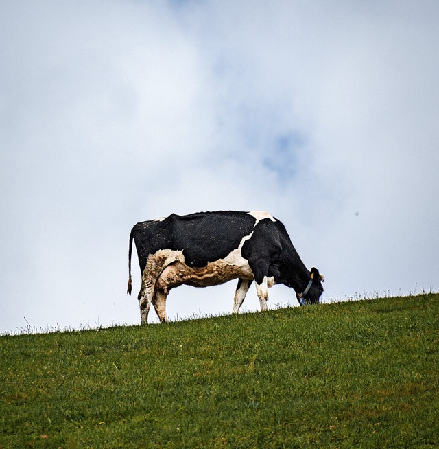 Eine Kuh auf der Weide  | Foto: ARIF JENNY