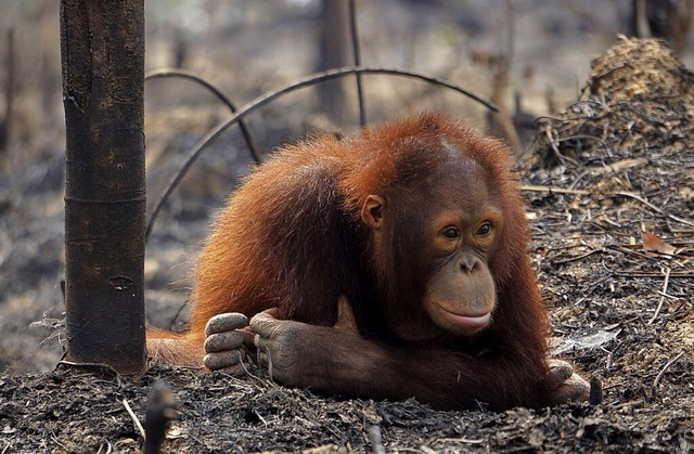 Auch der Orang-Utan leidet unter Regen...um verkleinert sich dadurch zusehends.  | Foto: BOS (dpa)