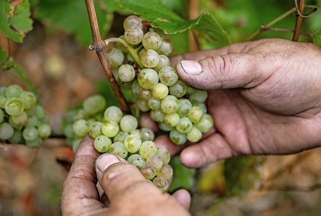 Ein Winzer zeigt der Fotografin Rieslingtrauben (Symbolbild).  | Foto: Marijan Murat (dpa)