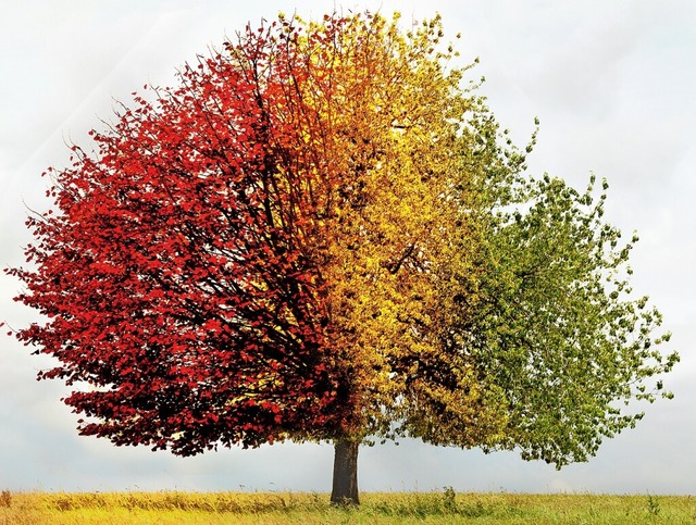 Ein Baum im Wandel der Jahreszeiten  | Foto: by-studio busse yankushev
