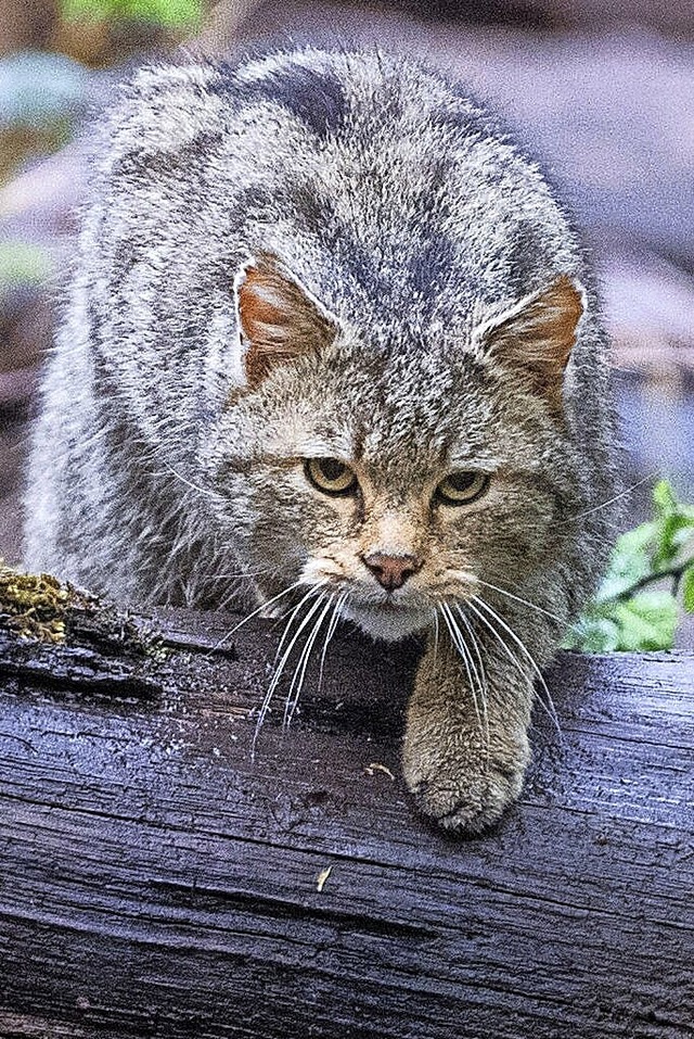 Eine Wildkatze luft im Wildparadies Tripsdrill ber einen Stamm.  | Foto: Sebastian Gollnow (dpa)