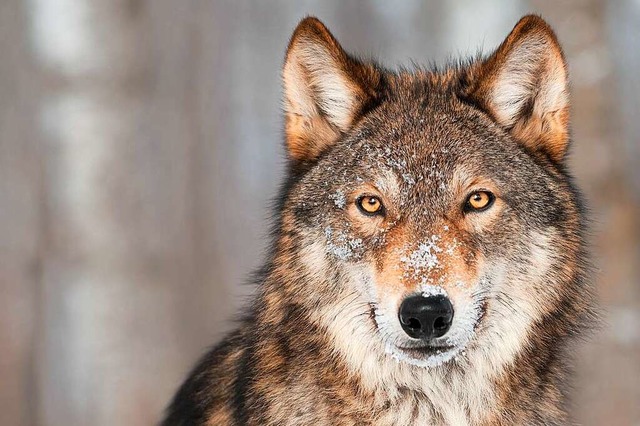 Den Wolf frchten nun auch die Halter von Klbern im Schwarzwald.  | Foto: Holly Kuchera