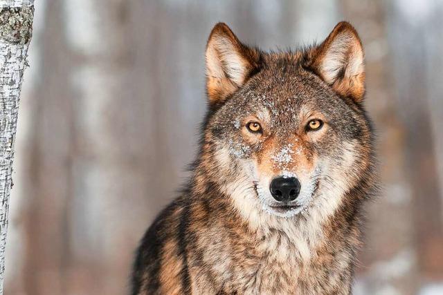 Wie gefährlich sind Wölfe für den Menschen?