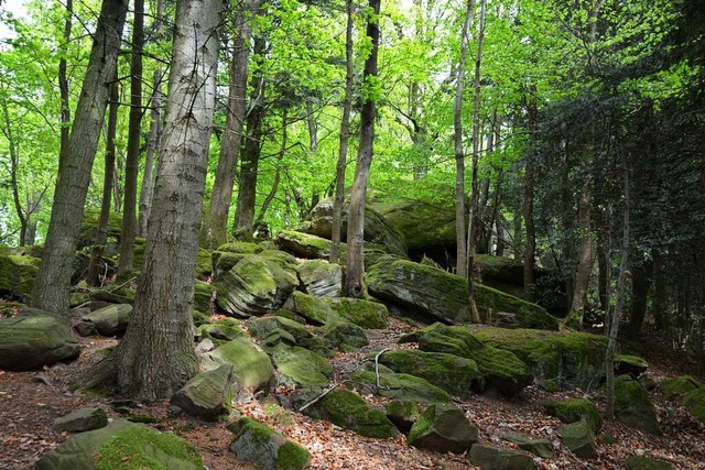 Der Friesenheimer Wald umfasst rund 1500 Hektar Gemeindewaldflche.  | Foto: Anita Fertl