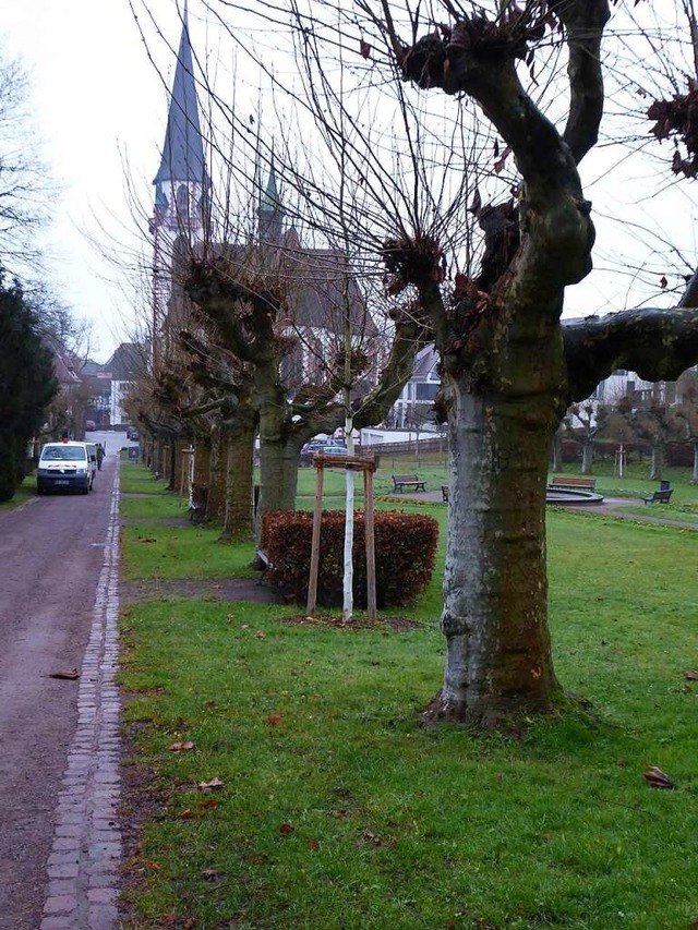 Im Stadtgarten bereiten die teils  hoh...efllt und durch Jungpflanzen ersetzt.  | Foto: Sylvia-Karina Jahn