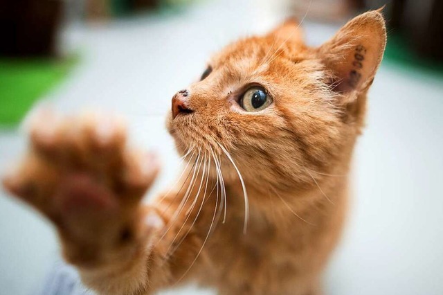 Zwei ehrenamtliche Helferinnen kmmern...he Versorgung verwilderter Hauskatzen.  | Foto: Julian Stratenschulte