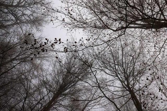 Fotos: Unterwegs im Nebel zwischen der Sausenburg und Schloss Brgeln