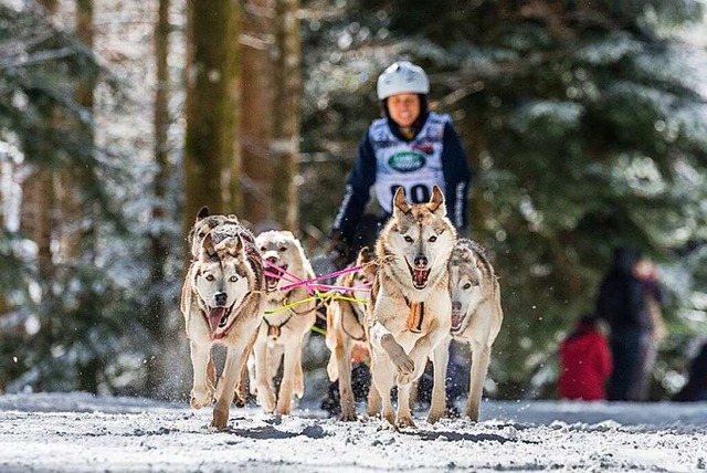 In Todtmoos sind die fr Ende Januar 2...setzten Schlittenhunderennen abgesagt.  | Foto: Ernst Schindl