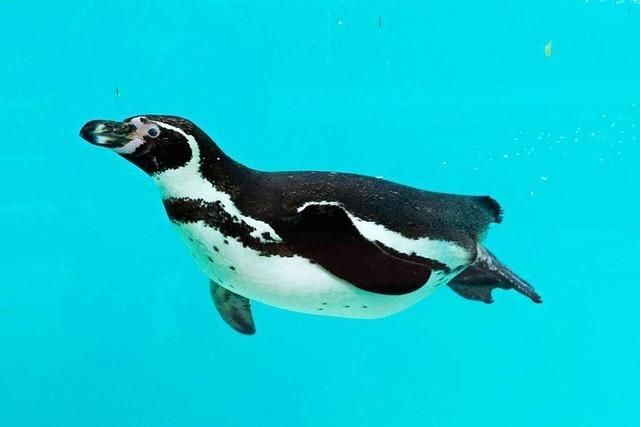 Grundstücksbesitzer fährt mit Bulldozer Hunderte von Pinguinen um