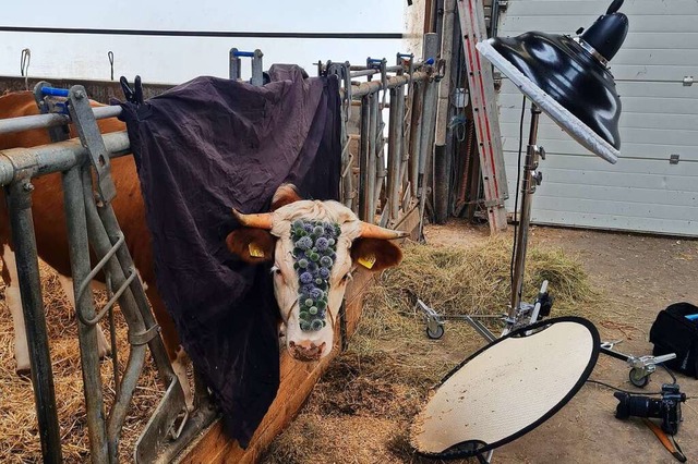 Kuh Lilly, die den Knstlernamen Nova trgt, beim Fotoshooting im Stall.  | Foto: Wolfram Wiggert