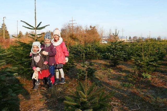 Den Christbaum selbst zu schlagen ist fr viele Steinener liebgewonnene Tradition