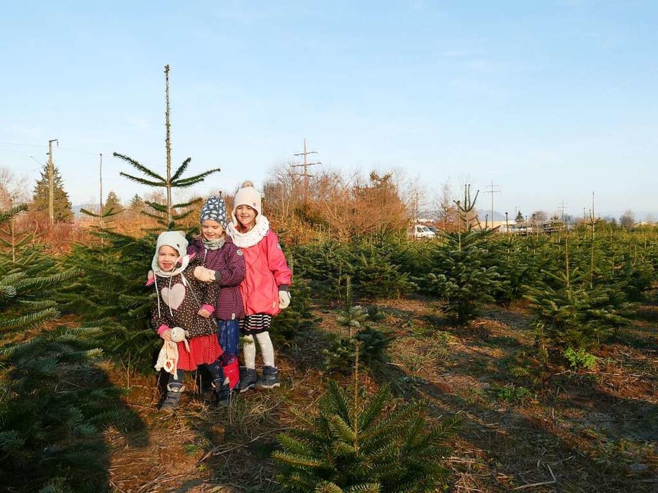 Selbst die Jüngsten haben Spaß bei Besuch der Weihnachtsbaumplantage.  | Foto: Martina David-Wenk