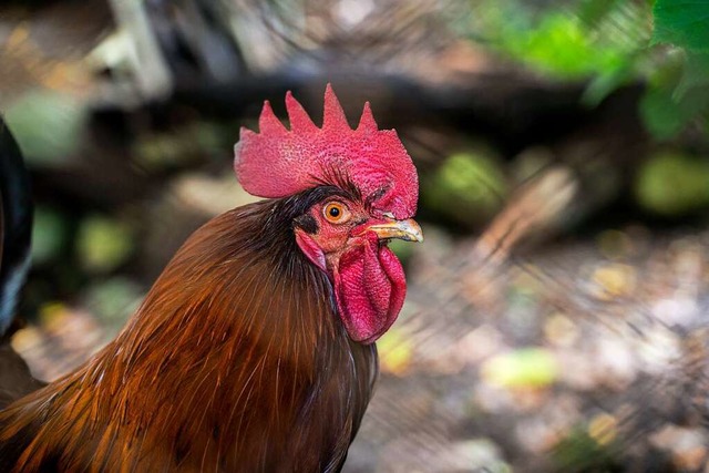 Die Nachfrage nach Gockelfleisch soll steigen, hofft Jochen Adam.  | Foto: VITTA GALLERY via www.imago-images.de