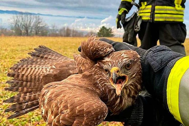 Die Feuerwehr konnte den  Musebussard...einer Schnur im Baum  verfangen hatte.  | Foto: Feuerwehr Lrrach