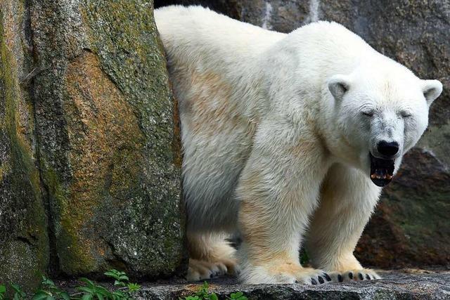 Älteste Eisbärin Europas mit 37 Jahren gestorben