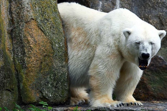 Eisbrin Katjuscha ist im Alter von 37...nd auf ihrer Auenanlage (Archivbild).  | Foto: Maurizio Gambarini (dpa)