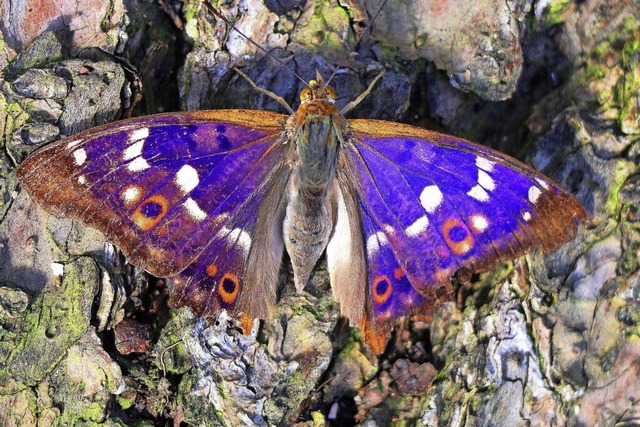 Im August hat Siegmund Stanke den selt...lerfalter in Waltershofen fotografiert  | Foto: Siegmund Stanke