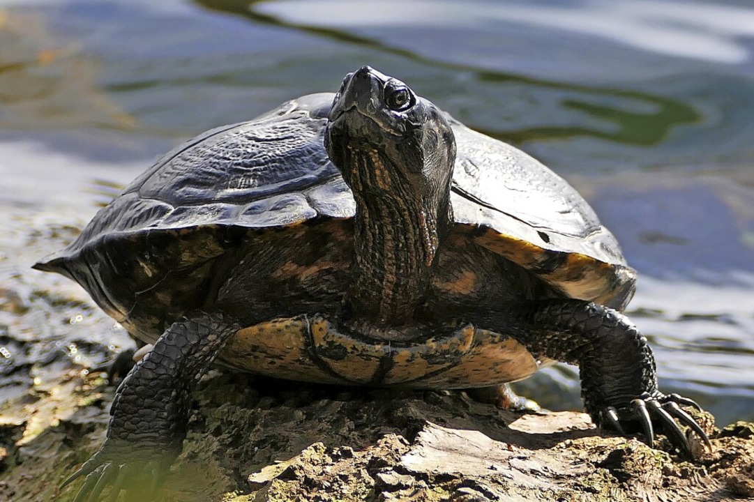 Stefanie Pietsch fotografierte die Wasserschildkröte im Februar am Moosweiher  | Foto: Stefanie Pietsch