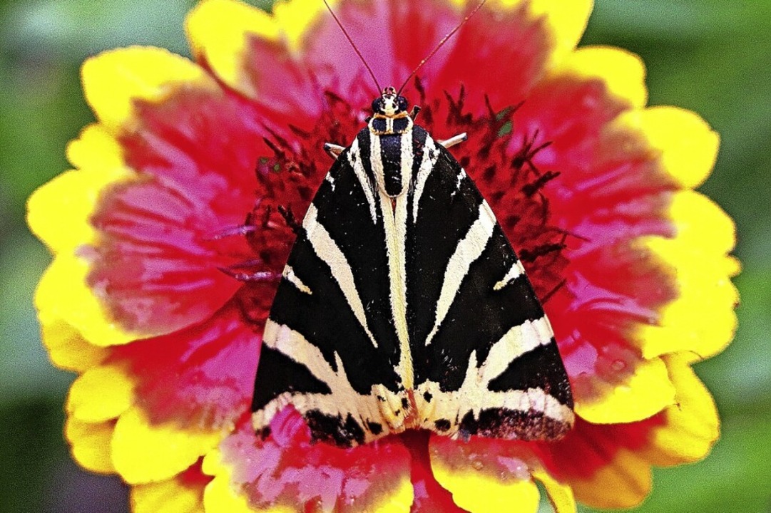 Ein Schmetterling namens Russischer Bä...grafiert im August von Siegmund Stanke  | Foto: Siegmund Stanke