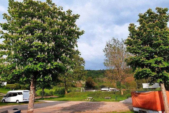 Der Kastanienbaum am Schmieheimer Spor...ahr bei einem Unfall stark beschdigt.  | Foto: Privat