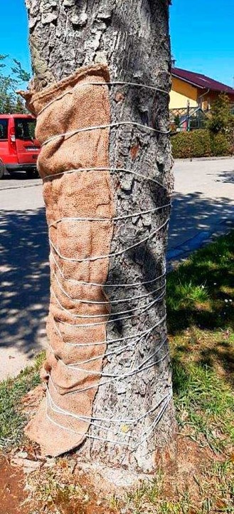 Durch eine Behandlung mit Effektiven M...kstahler versucht, den Baum zu retten.  | Foto: Privat
