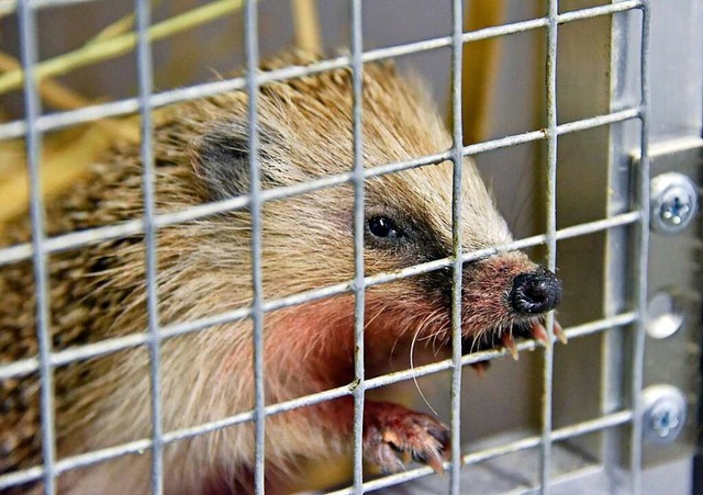 Derzeit beherbergt das Tierheim auch 80 Igel  als Wintergste (Archivbild)  | Foto: Michael Bamberger