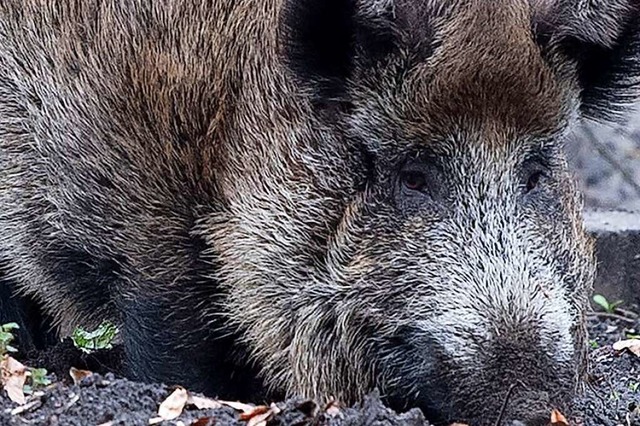 Weil Wildschweine die Fahrbahn querten kollidierten zwei Autos bei Rheinfelden.   | Foto: Paul Zinken