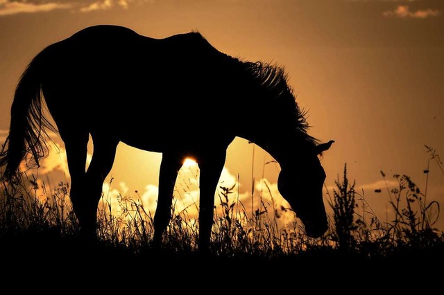 Ein altes Pferd auf der Weide, das noc... sein Leben zu genieen  (Symbolfoto).  | Foto: Felix Kstle