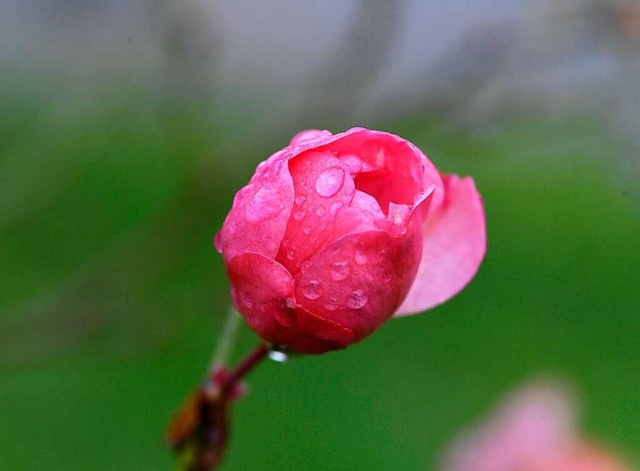 Eine rosa Beetrose blht in Kln. Die ...manche Knospe bereits jetzt zu blhen.  | Foto: Roberto Pfeil (dpa)