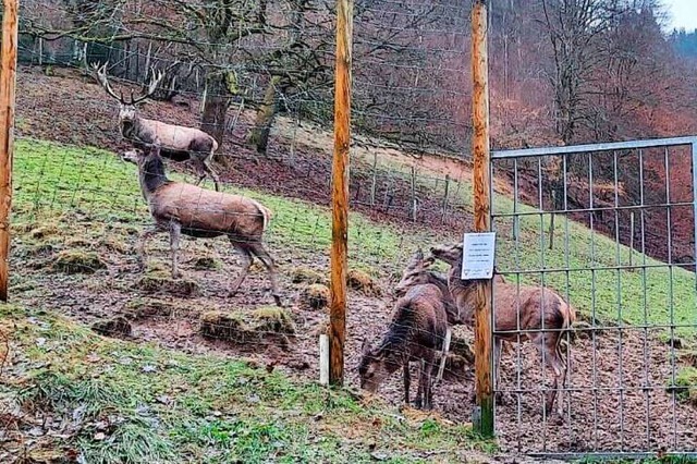 Wieder im Gehege: Hirsch Gustav und das Rotwild.  | Foto: Privat