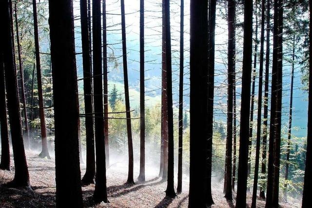 Wem gehört der Wald im Elz- und Simonswäldertal?