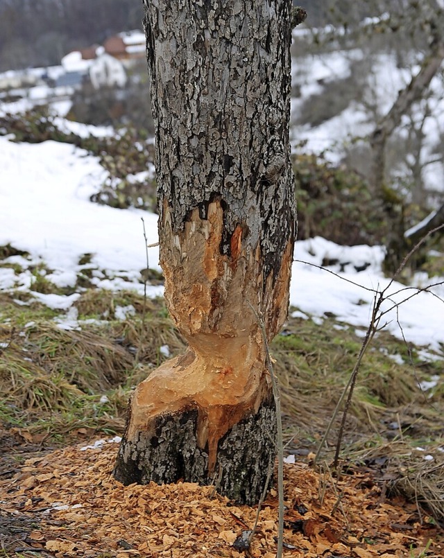 Biber-Spuren im Liederbachtal   | Foto:  