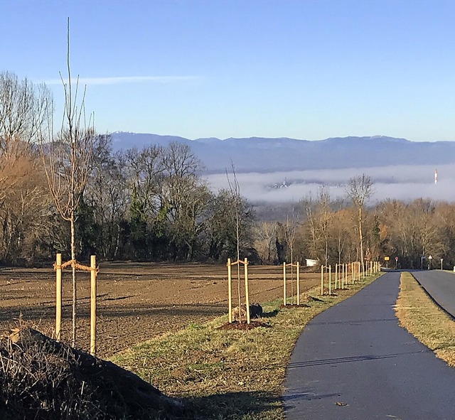 Neben den Totholz-Stmmen der alten Wa...rbindung fr Fugnger und Radfahrer.   | Foto: Jutta Svchtz