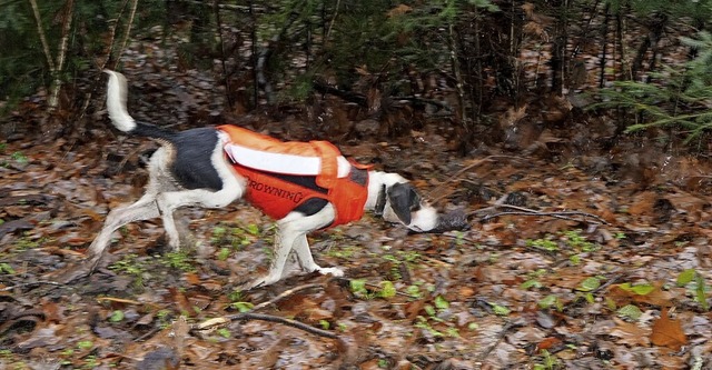 Ein Jagdhund hat die Fhrte aufgenommen.  | Foto: Reinhard Herbrig