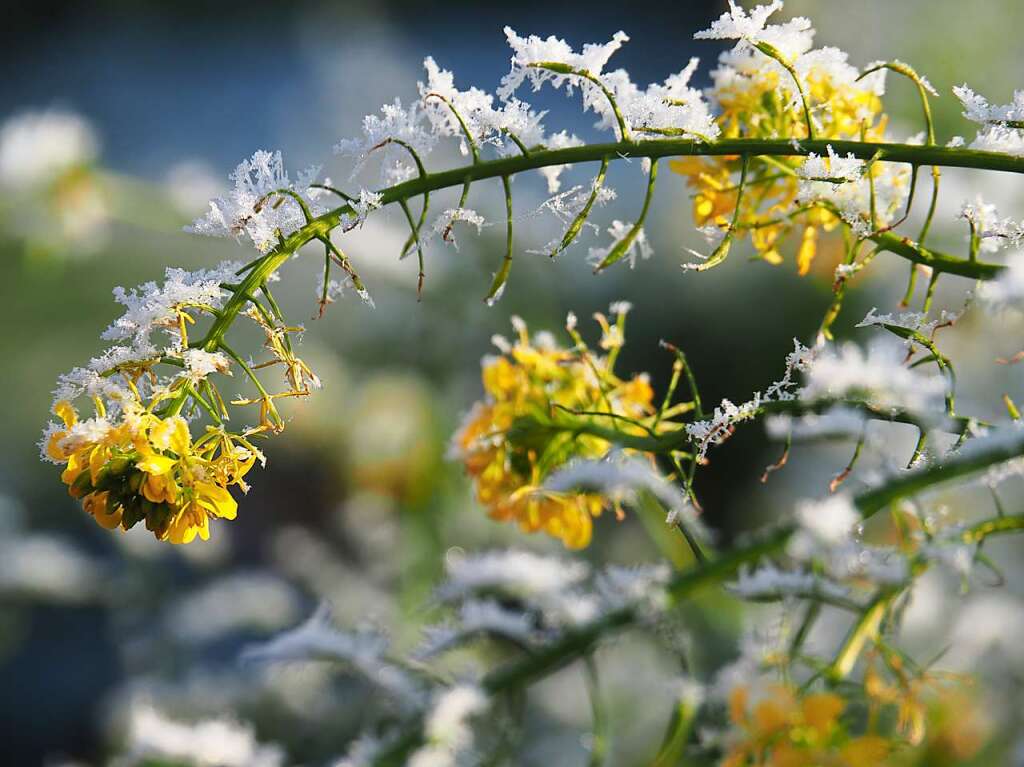 Fast an den Frhling erinnern die leuchtend gelben Blten, wren da nicht die Eiskristalle, findet Cornelia Stein.