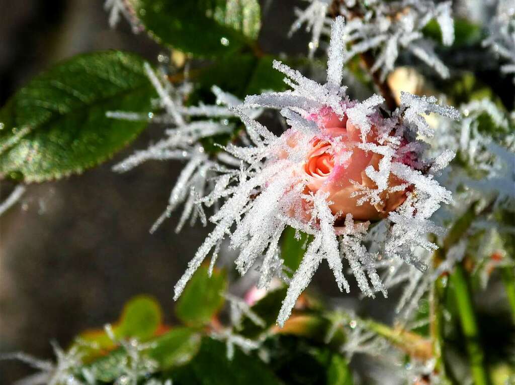 Welche bizarren Eisnadeln! Nach einer kalten Raureifnacht erstrahlt die Rosenknospe. Und Erika Koch gelang ein wunderbares Foto.