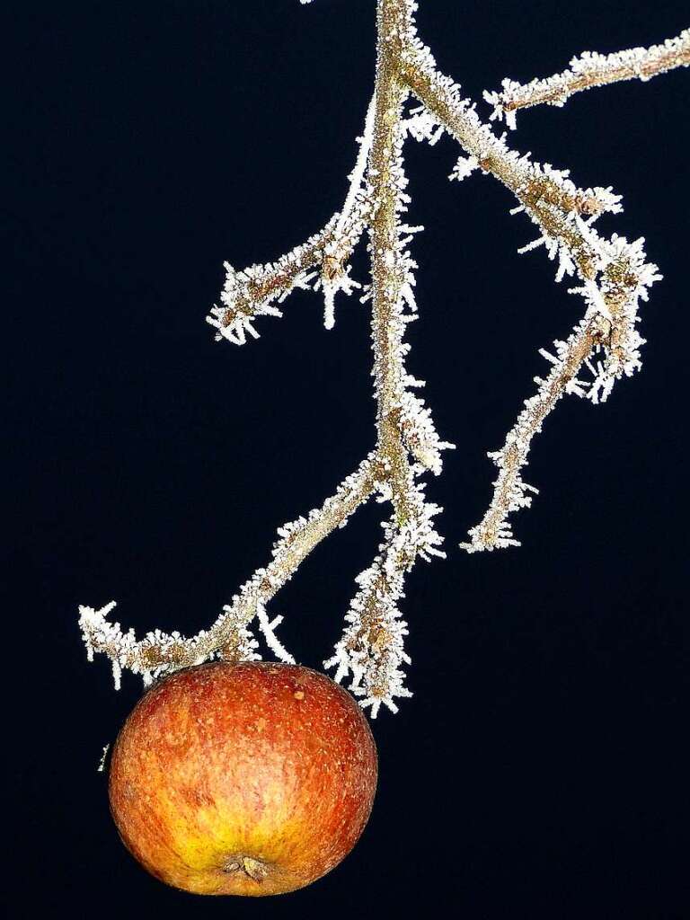 Winterapfel in Reinform, gesehen von Dorothea Nusser-Schz