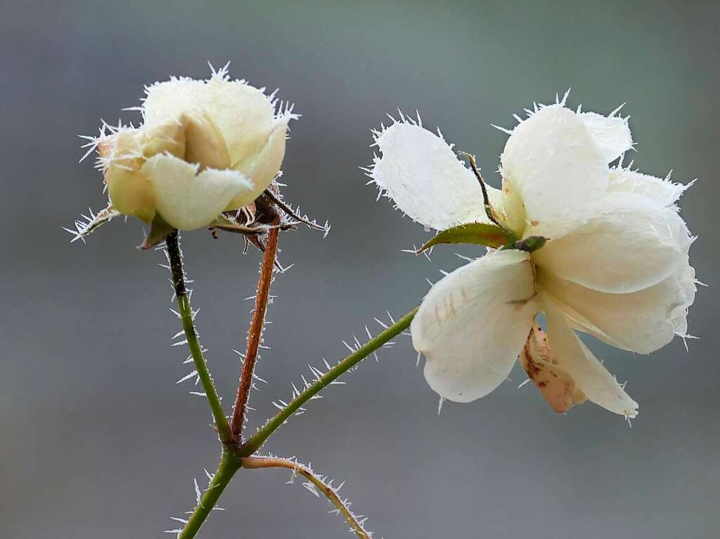 Diese Rosen im Raureif setzte Nartin Neub in Szene.