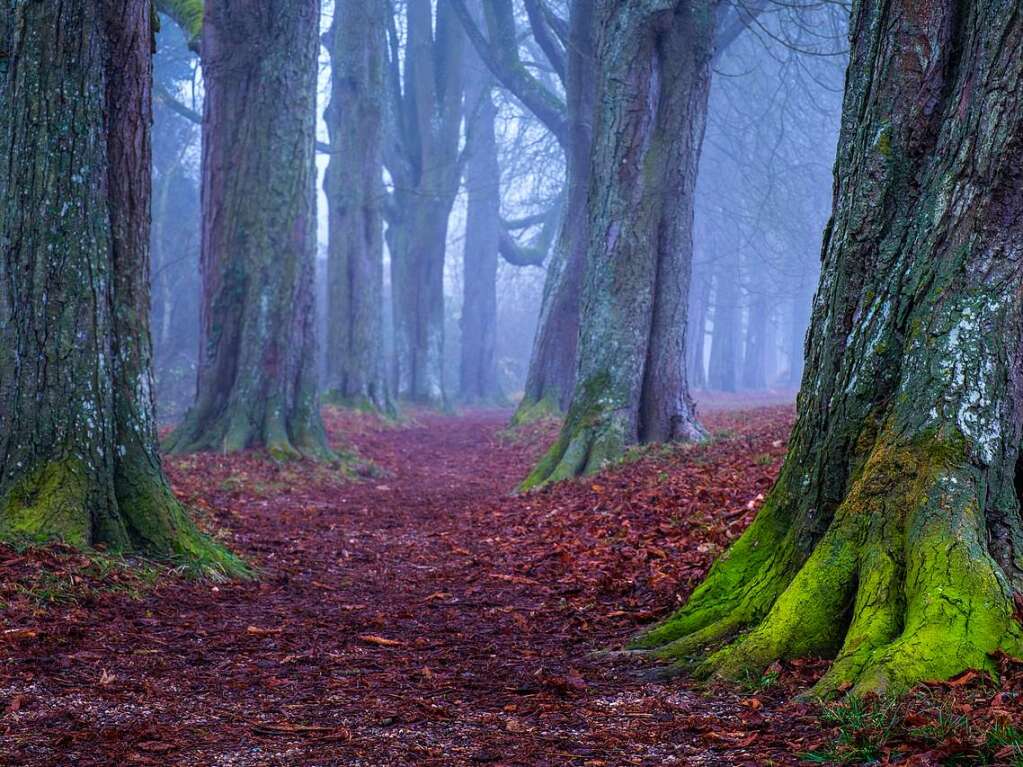 Selbst im Nebel ist die Kastanienallee im Erletal bei Endingen ein Hingucker, so dass Andr Heid gern auf den Auslser drckte.