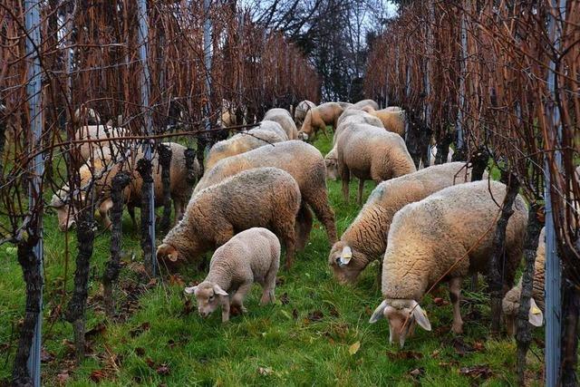 In den Buchholzer Weinbergen pflegen Schafe die Böden