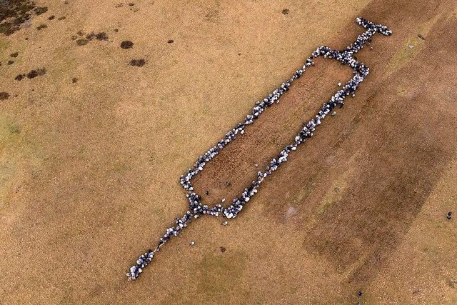 Ungefhr 700 Schafe und Ziege stehen a...m einer rund 100 Meter groen Spritze.  | Foto: Philipp Schulze (dpa)