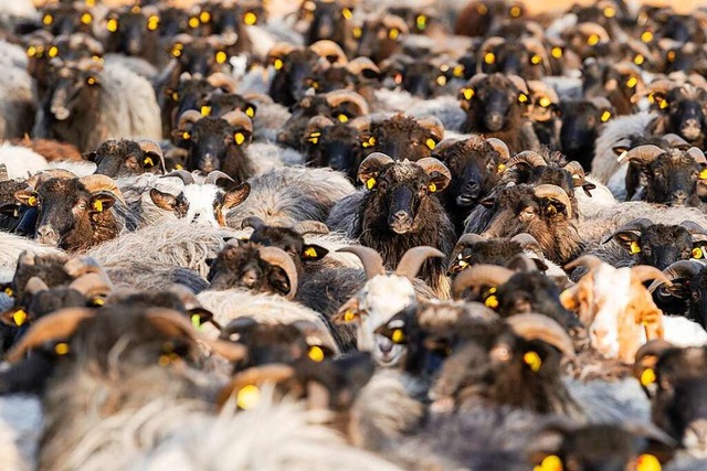 Schafen und Ziegen stehen zusammen.  | Foto: Philipp Schulze (dpa)