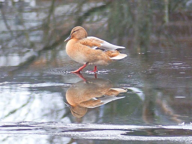 Auf dnnem Eis bewegte sich  diese Ent...weiher, zum Glck kann sie schwimmen.   | Foto: Wolfgang Zengler