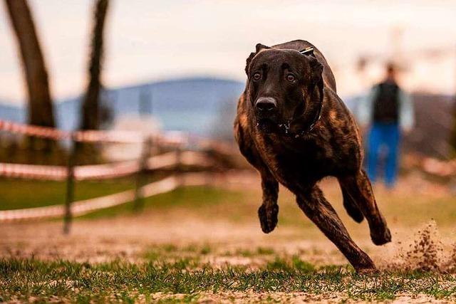 Oktagon war der schnellste Hund in Grenzach-Wyhlen