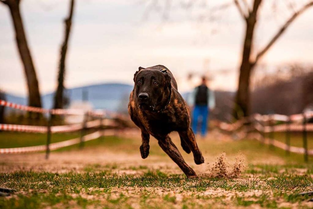 Der Holländische Schäferhund Oktagon konnte den Sieg holen.  | Foto: Mompix