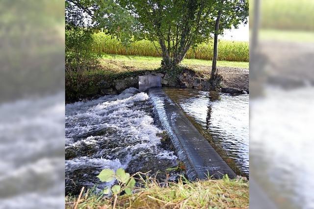 Fortschritte bei Bekmpfung der Krebspest