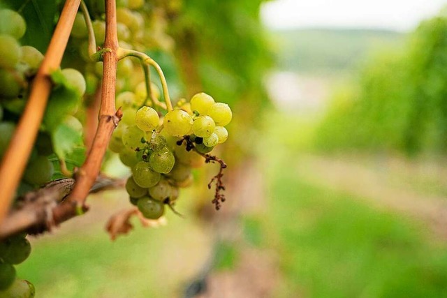 Das Weinjahr 2021 stand unter keinem guten Stern.  | Foto: Nicolas Armer (dpa)